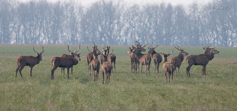 european red deer