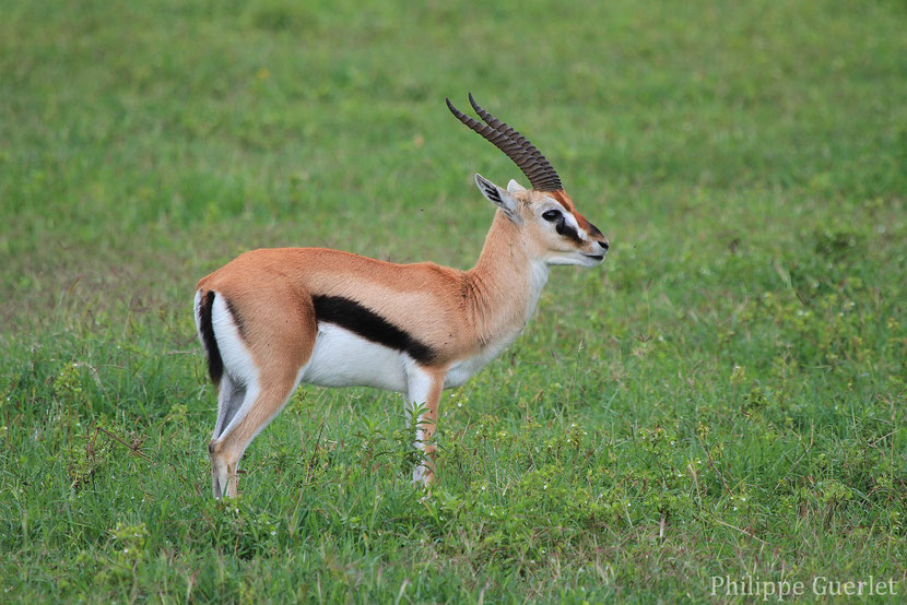 gazelle de thomson