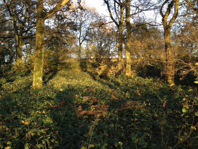 The Woodland Birdhide Location.