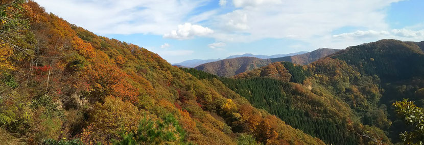 下山途中,紅葉に染まった峠方面を望む。そのず~っと先に冠山が見えます。