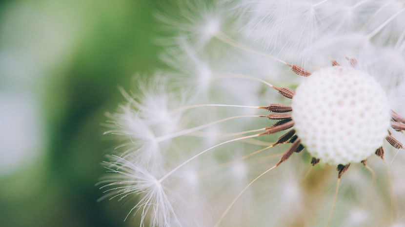 Nahaufnahme einer Pusteblume