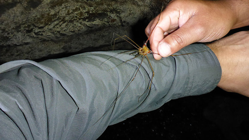 Daddy Longleg / Foto: icke2063