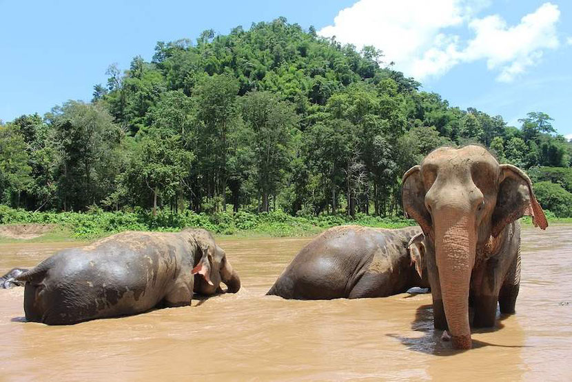 here is how an ethical elephant sanctuary in Thailand looks like 