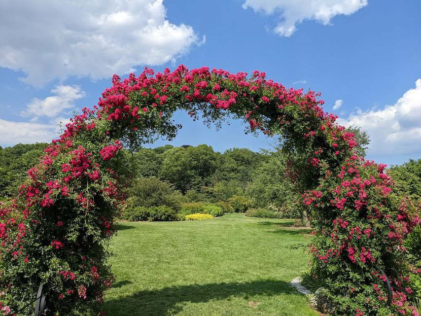 The Arnold Arboretum of Harvard University in Boston