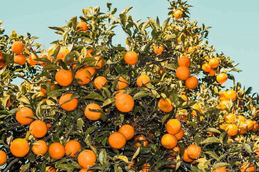 magic mandarine trees with ripe mandarines in Malaga, Spain 