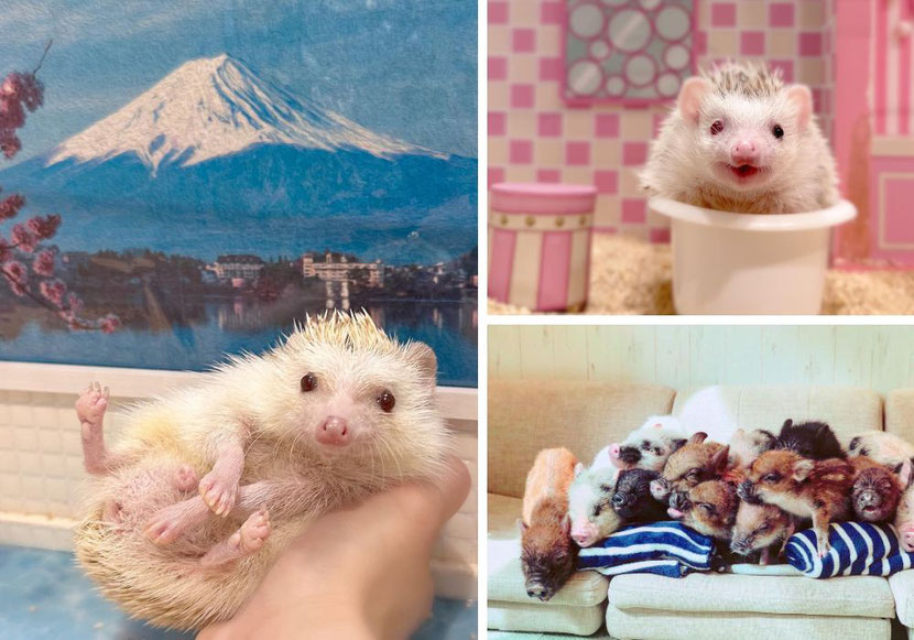 animal cafes in Tokyo 