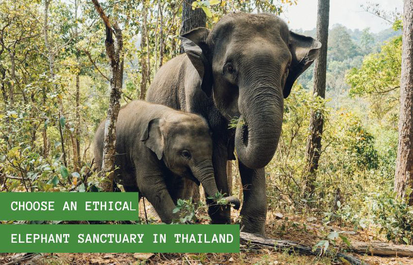 Why & How To Choose An Ethical Elephant Sanctuary in Thailand 