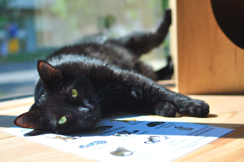 Cat Cafe Warsaw, cat laying on the sun