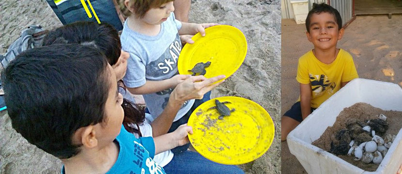 free the sea turtles in Puerto Vallarta