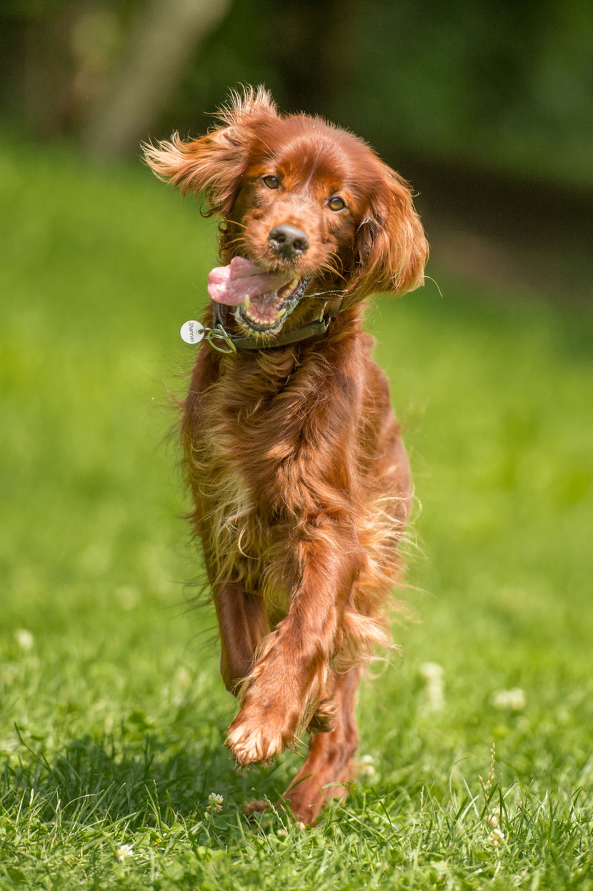 Coppersheen Cascades of Light "Shannon" RIP 2005 - 2019