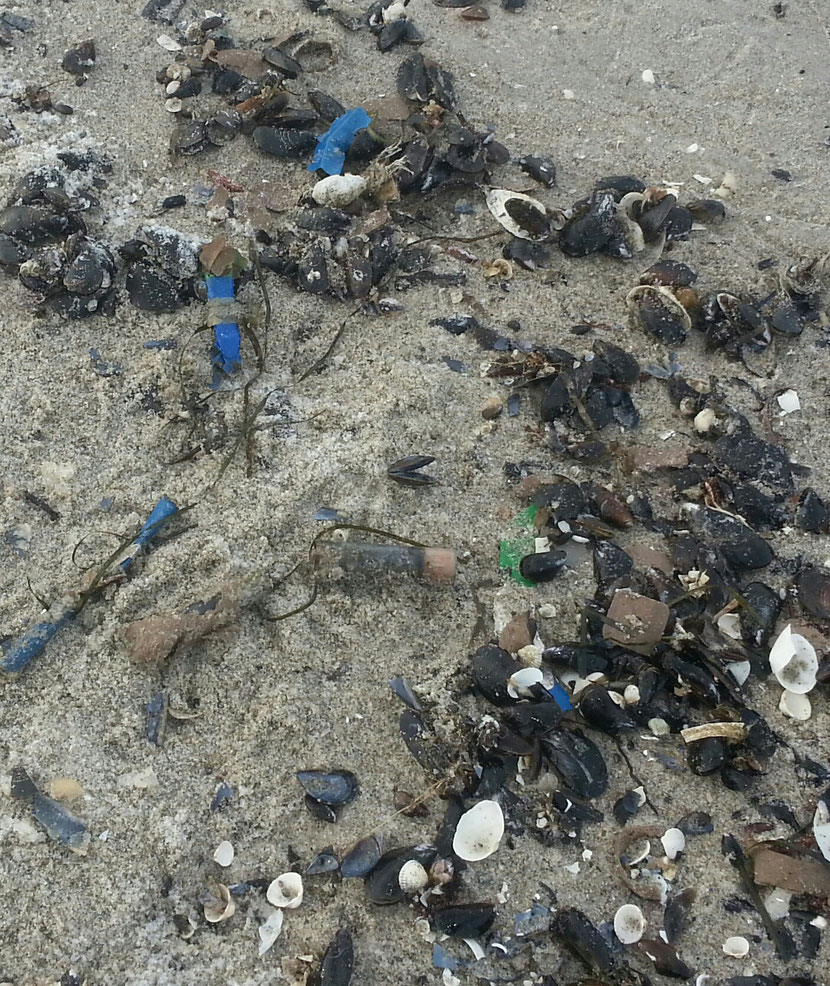 Strand von Zingst nach Silvester