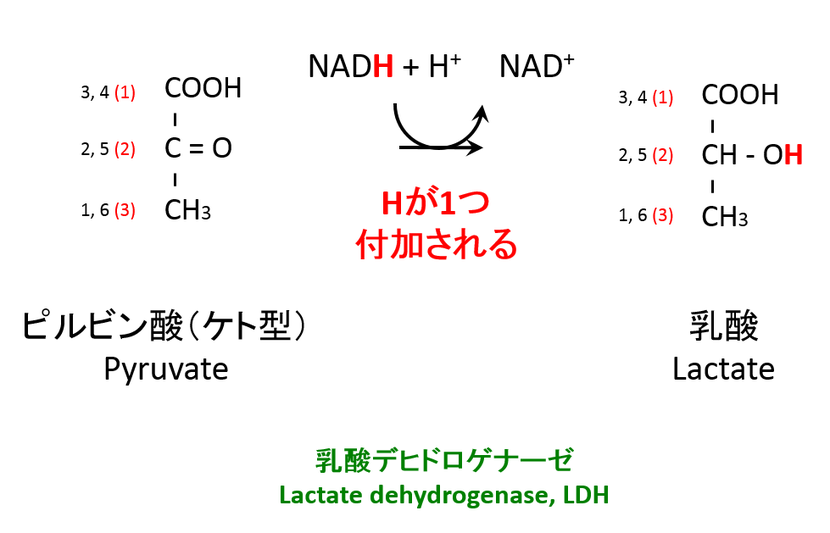 乳酸デヒドロゲナーゼ,乳酸脱水素酵素, LDH Ultrabem トップページ 乳酸デヒドロゲナーゼ,乳酸脱水素酵素, LDH Ultrabem トップページ