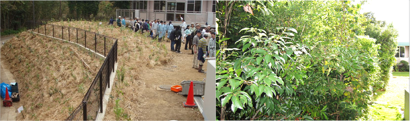 植樹祭直後と6年後の比較画像