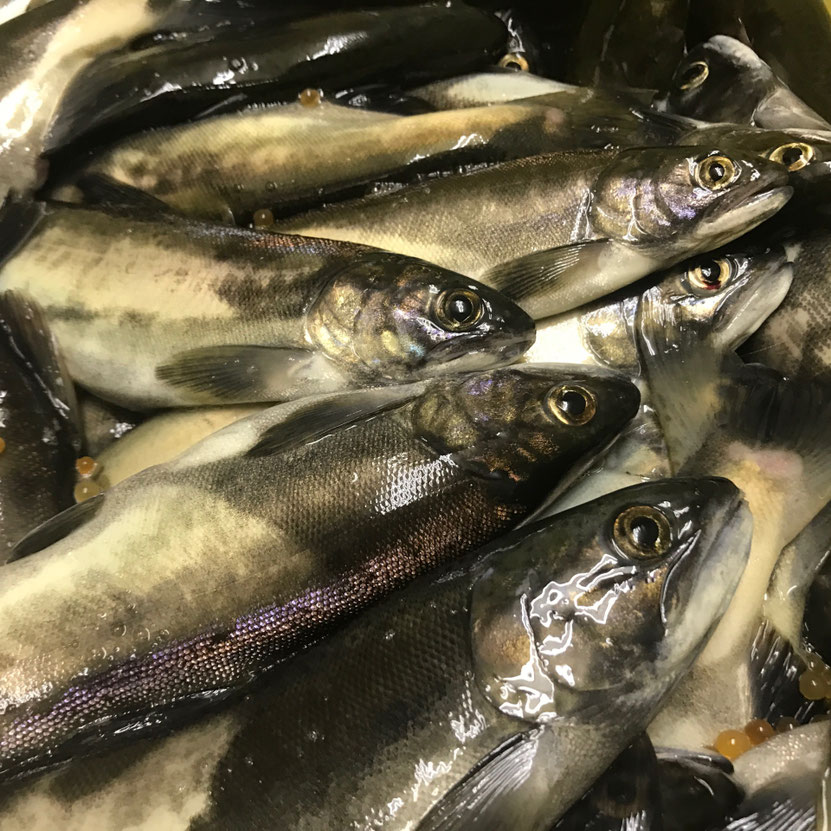 這是十和田湖的姬鱒(HIMEMASU)。 是十和田湖最具代表性的特色魚種。