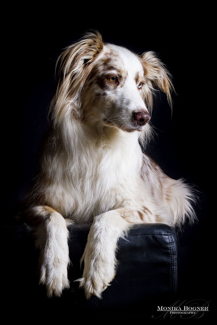 Hunde im Studio - Hundefotografie - Monika Bogner Photography