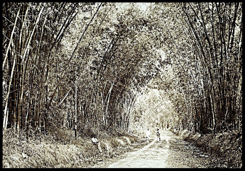 Holland Bamboo/Bamboo Avenue jamaicahistory