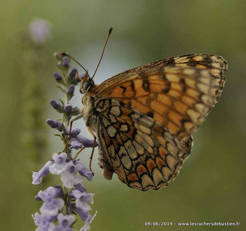 Melitaea athalia et annarhinum bellidifolium, Cévennes