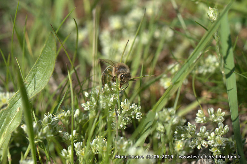 Apis mellifera & Scleranthus perennis, Cévennes