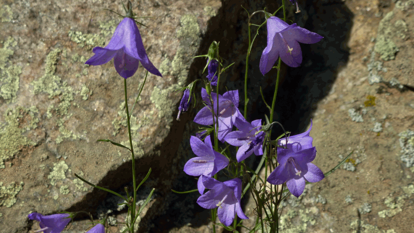 Harebell, Campanula, North Faulty Trail, Sandia Mountains, Cibola National Forest, New Mexico