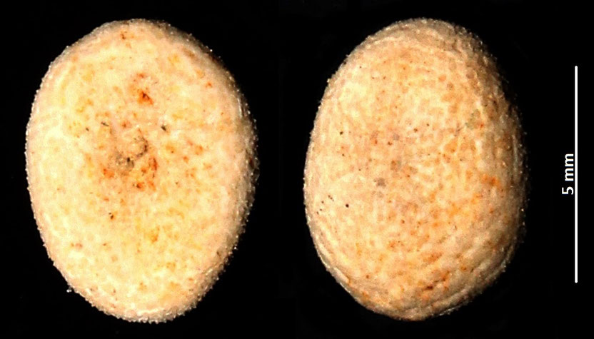 Echinocyamus pusillus? Sabbie a echinodermi di Tarquinia (VT)