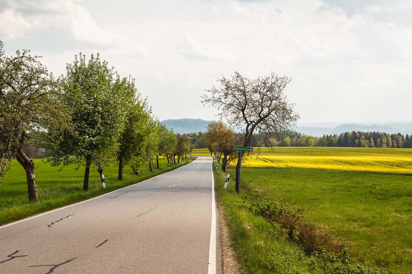 Allee in der Sächsischen Schweiz