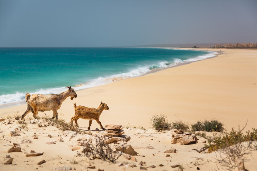 Leerer Strand mit Ziegen auf der Insel Boa Vista, Kapverden