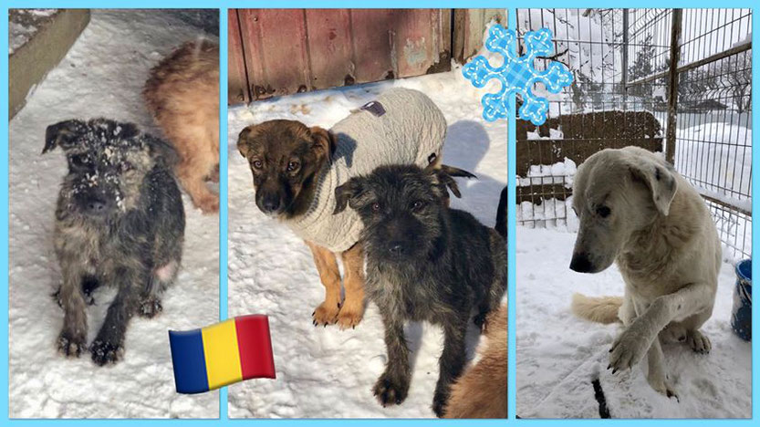 Winter Futter für Hope for Romanian Dogs Aktion Tierisch Happy