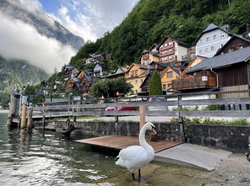 Hallstatt, Schwan