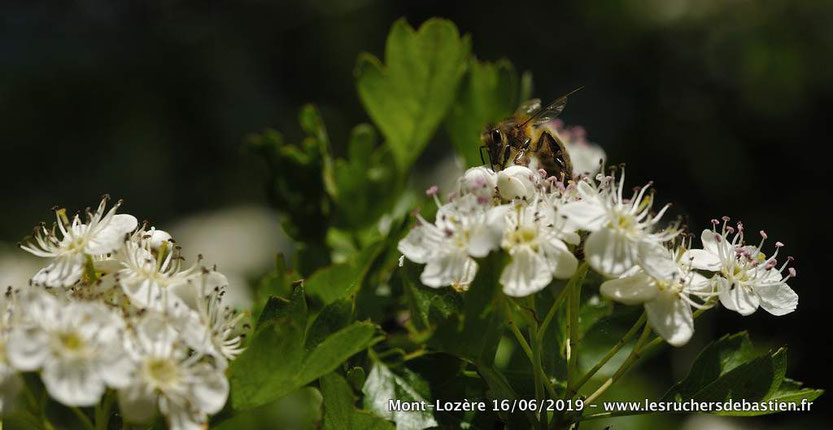 Apis mellifera & Crataegus monogyna, Lozère