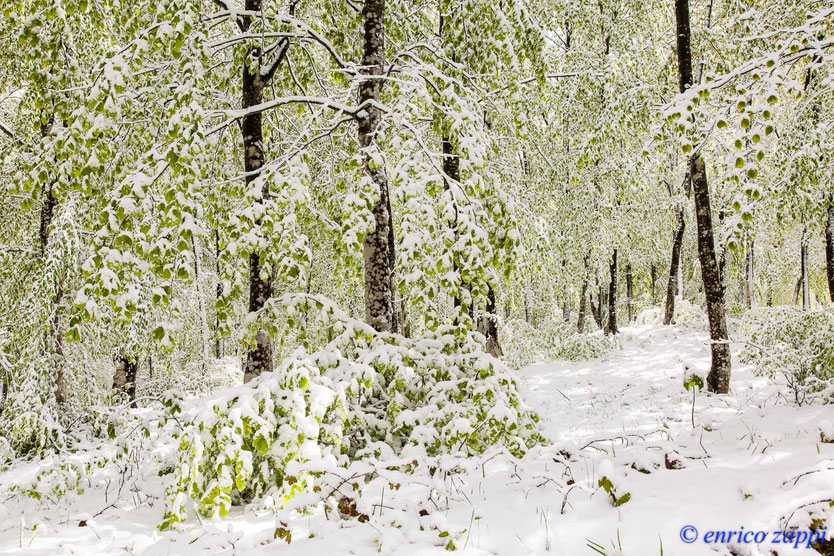 In faggeta le tenere foglie di faggio sono ricoperte dalla nevicata di tardo aprile, una coreografia a dir poco fantastica, un paesaggio magico in un ambiente stupendo!