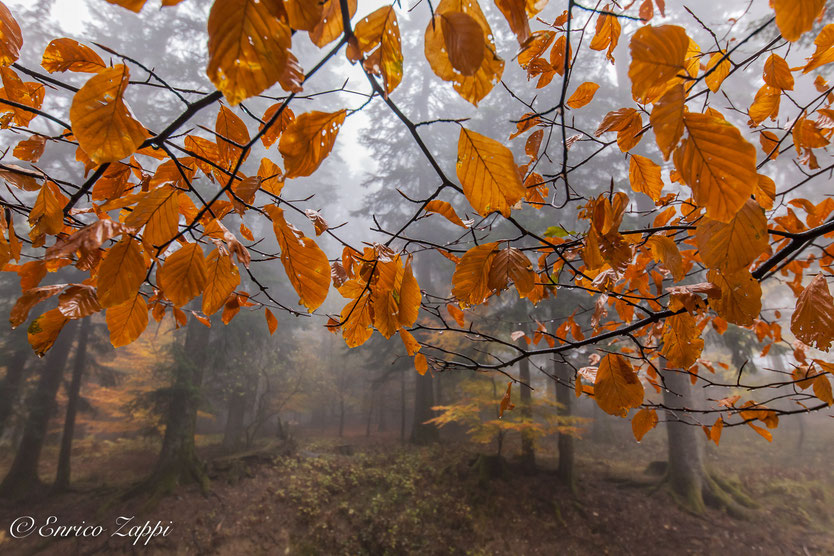 Camaldoli: il bosco in una giornata uggiosa d'autunno