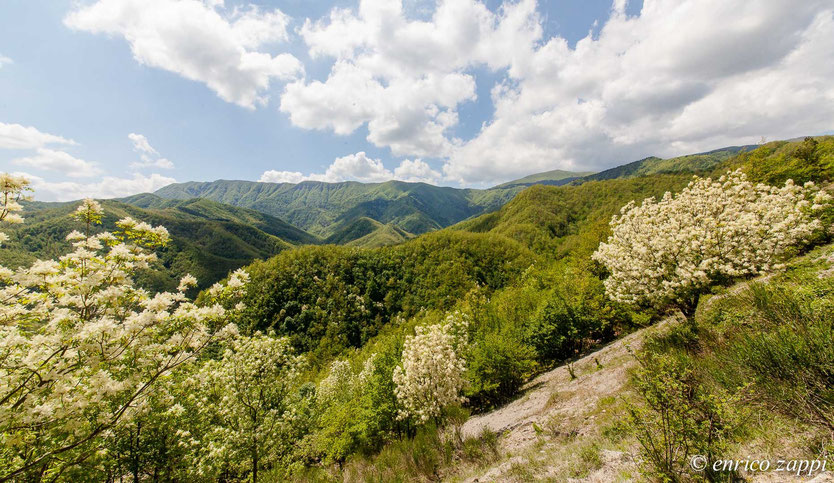 Parco Nazionale delle Foreste Casentinesi con fioriture di Orniello