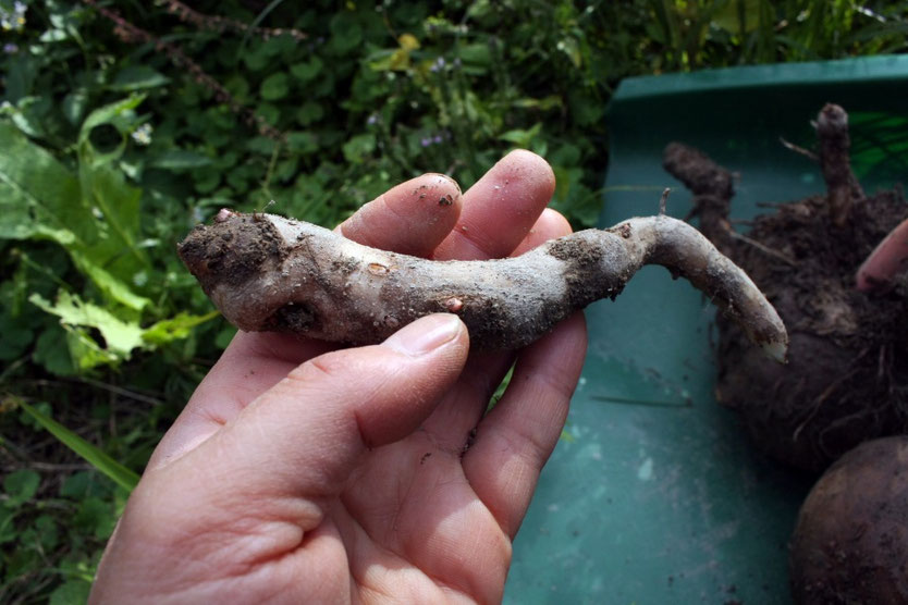 ・蒟蒻（こんにゃく）芋の保存 自然農・いのちのことわり 田畑における具体的問題と解決