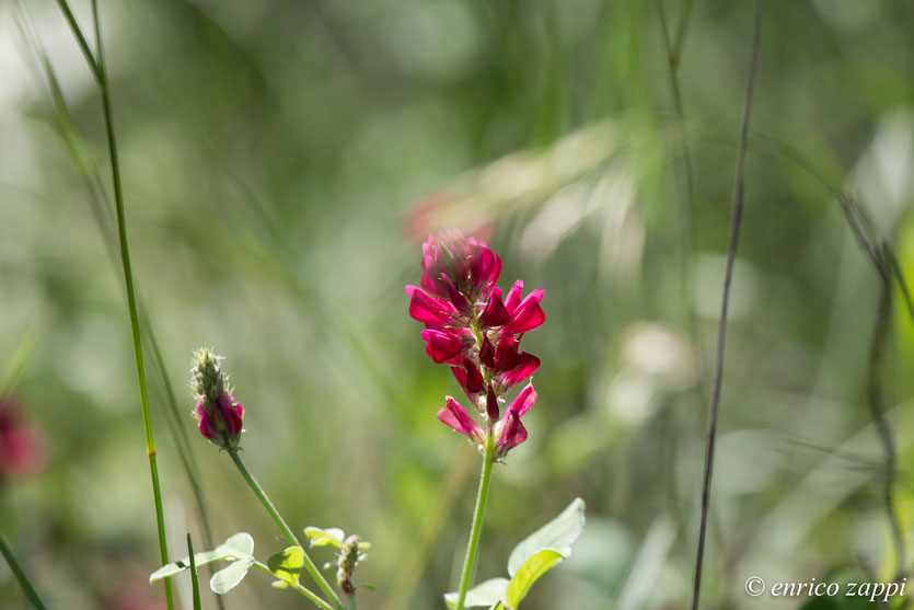 Accarezzato dal vento, illuminato dal sole....il fiore di Sulla.