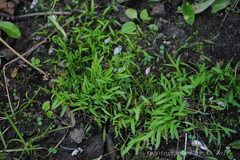 ehemals trockene halbreife Hirse immer noch am Kolben habe ich einfach auf ungedüngten Gartenboden gelegt