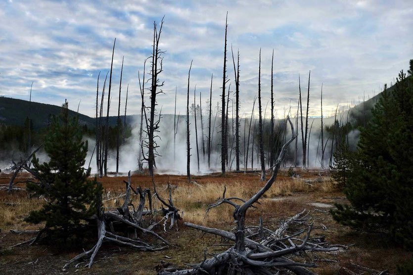 Tote Bäume Artists Paintpots Yellowstone Nationalpark