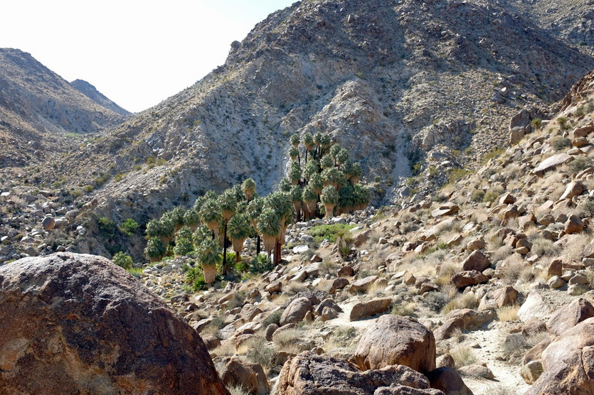 49 Palms Oasis, Joshua Tree NP