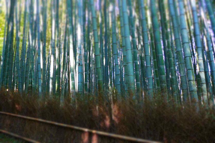 Walk Bamboo Grove Forest Arashiyama Bambuswald Kyoto Bambushain Anfahrt Öffnungszeiten Reisebericht