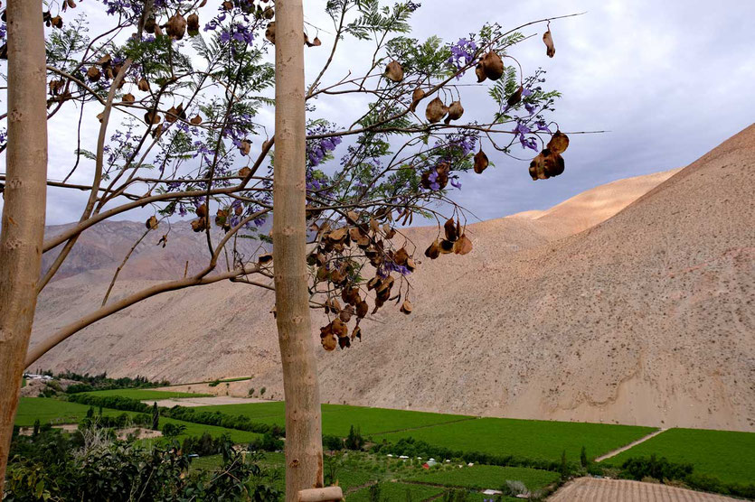 Valle del Elqui Chile