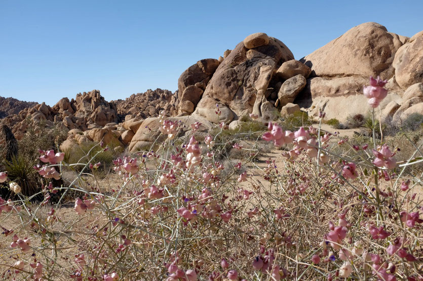 Bladder Sage, Indian Cove Nature-Trail, Joshua Tree NP
