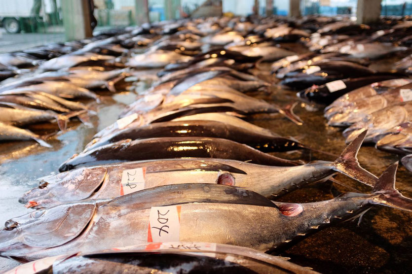 Katsuura Tuna Auction Japan Thunfischauktion ohne Reservierung Reisebericht Blog
