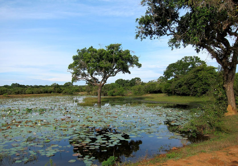 Yala Nationalpark Sri Lanka