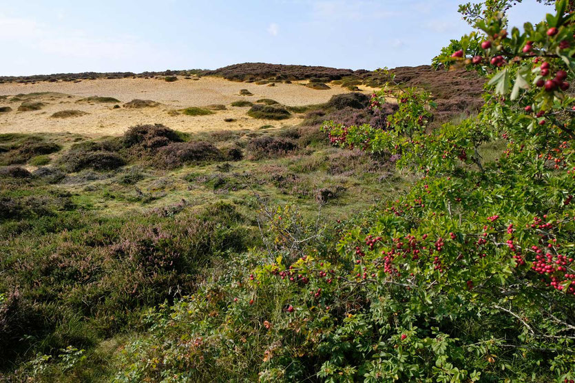 'Klein Afrika' Morsum-Kliff Wanderung Sylt