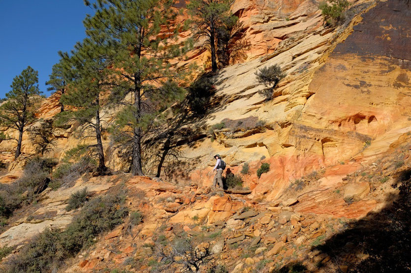 Farbenprächtiger Observation Point Trail, Zion NP
