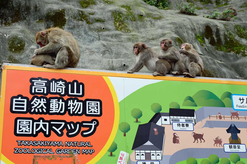 Takasakiyama Affenwald Beppu