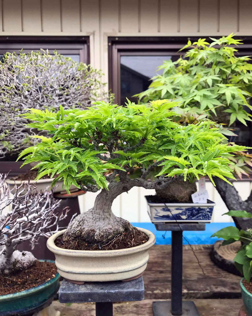 Kyoto Reise Insider-Tipp Bonsai Ausstellung Show Baumschule