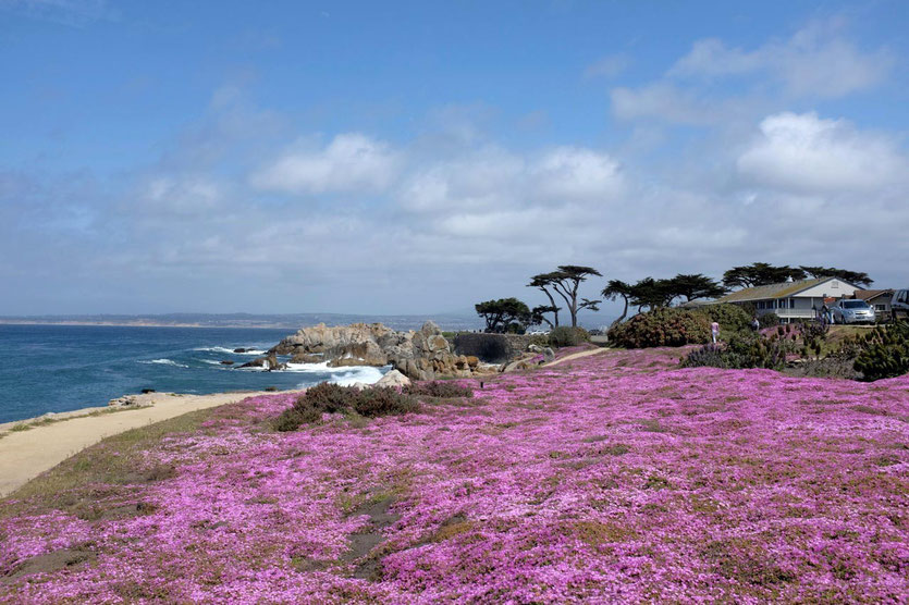 Pacific Grove, Monterey Bay
