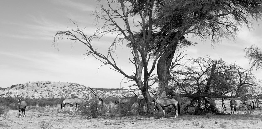 Wildtiere Kgalagadi Transfrontier Park 