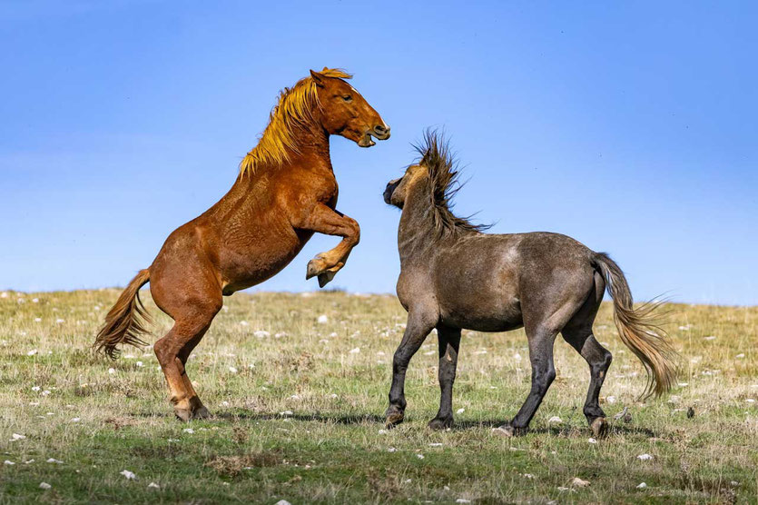 Livno Wildpferden