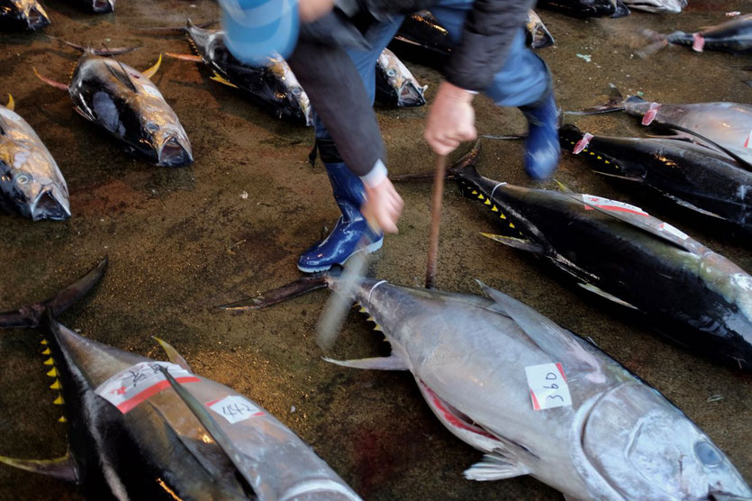 Nachi-Katsuura Tuna Auction Japan Thunfischauktion ohne Reservierung Reisebericht Blog